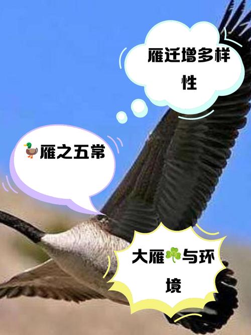 关于“大雁”打一准确动物生肖的信息