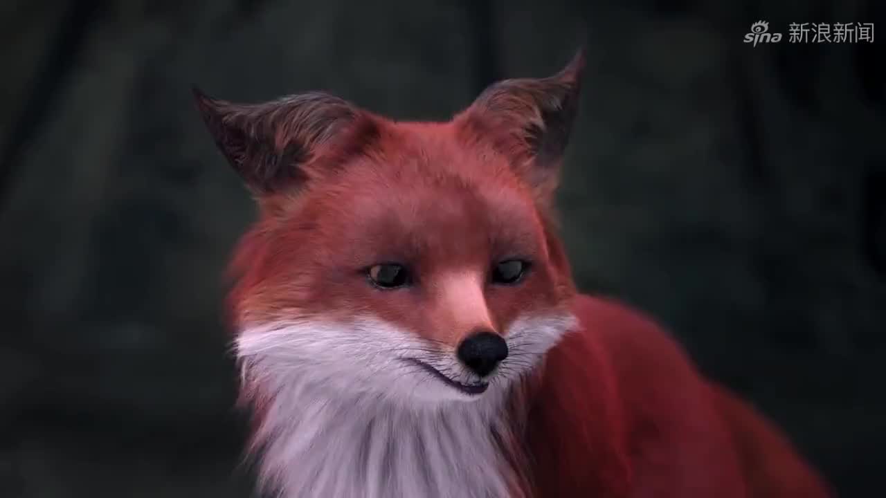 小狐狸，小狐狸阿权的故事内容