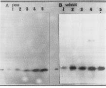 plastocyanin，plastocyanin翻译