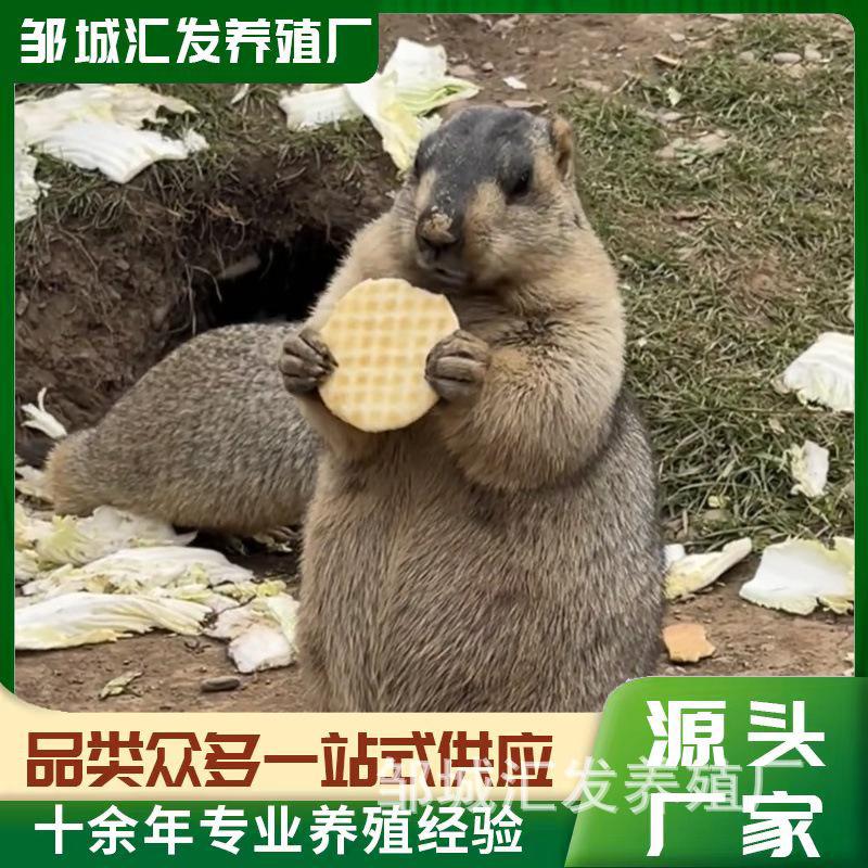 marmot土拨鼠什么档次，marmot土拨鼠自行车怎么样