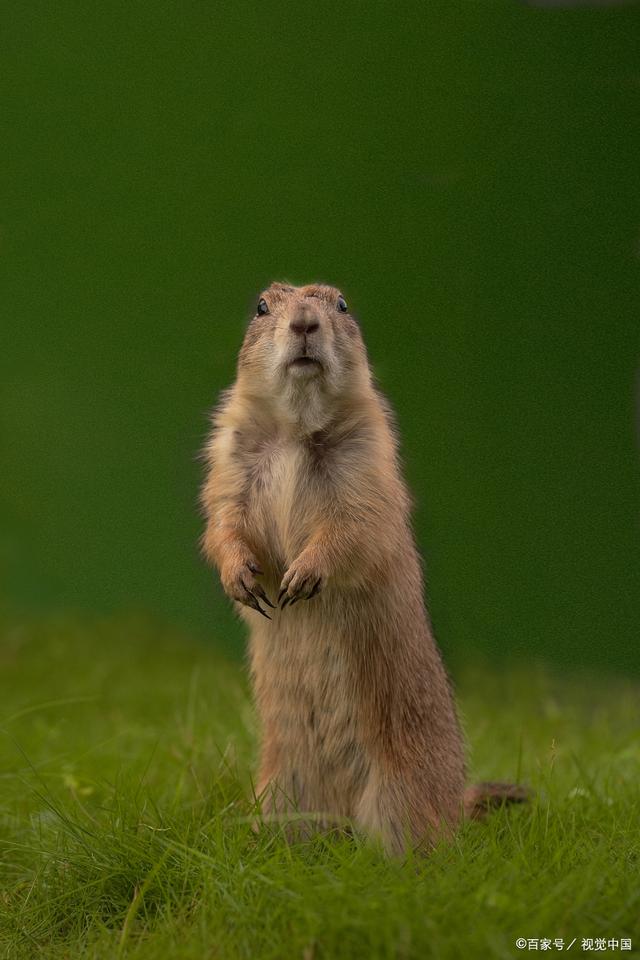 marmot土拨鼠什么档次，marmot土拨鼠自行车怎么样